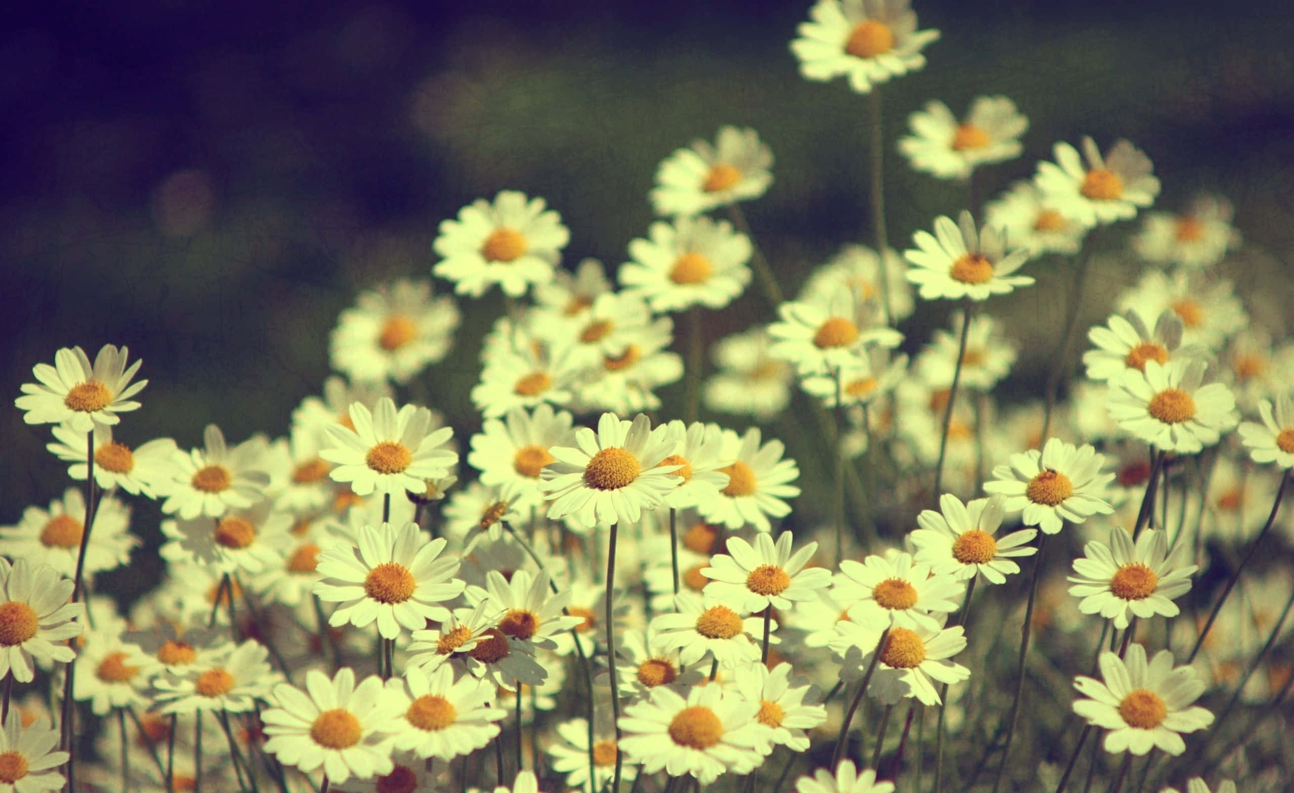 Vintage Desktop, daisies, yellow centers, 2K Desktop Wallpaper