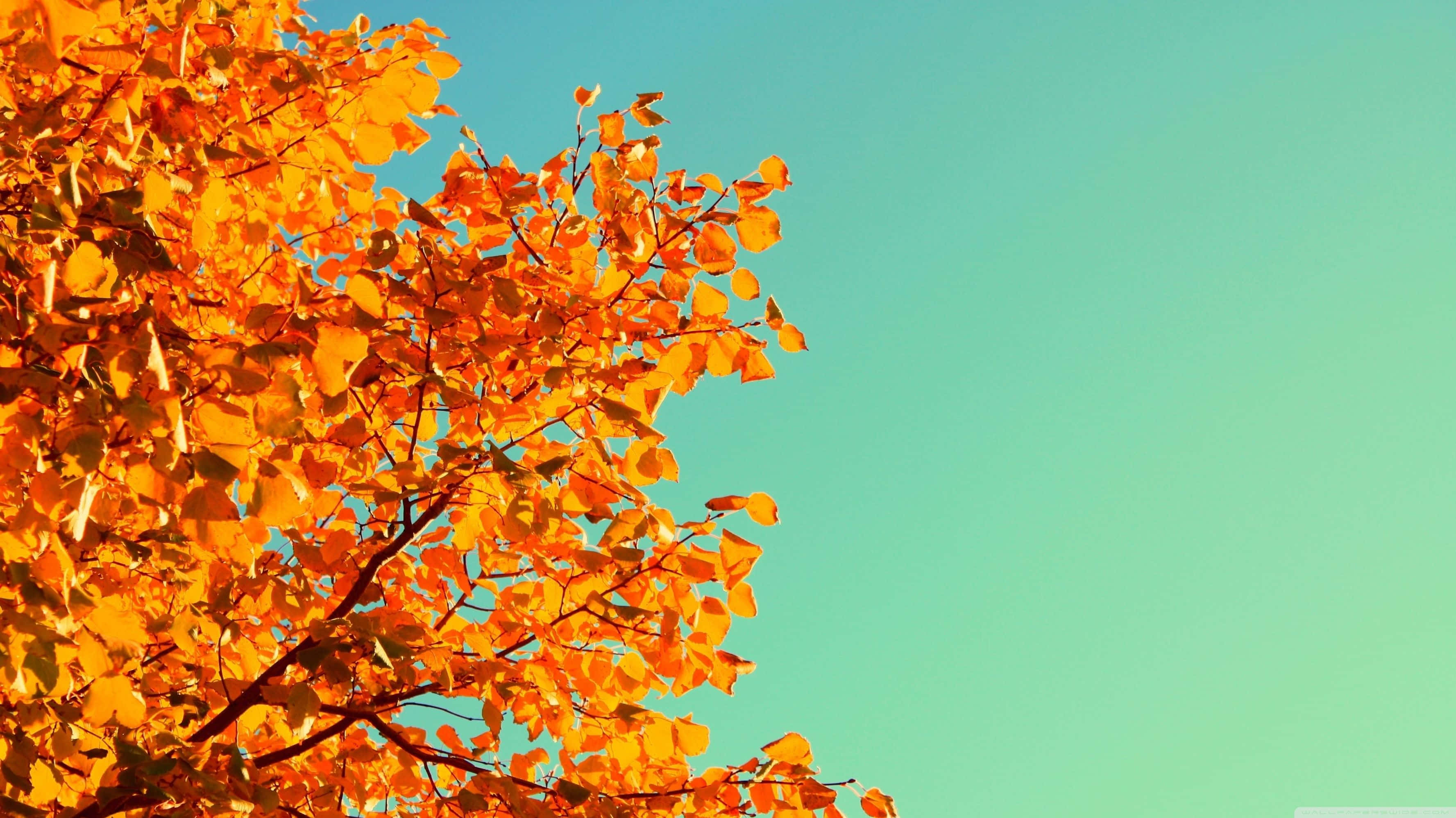 autumn leaves, tree, turquoise sky, 2K Desktop Wallpaper