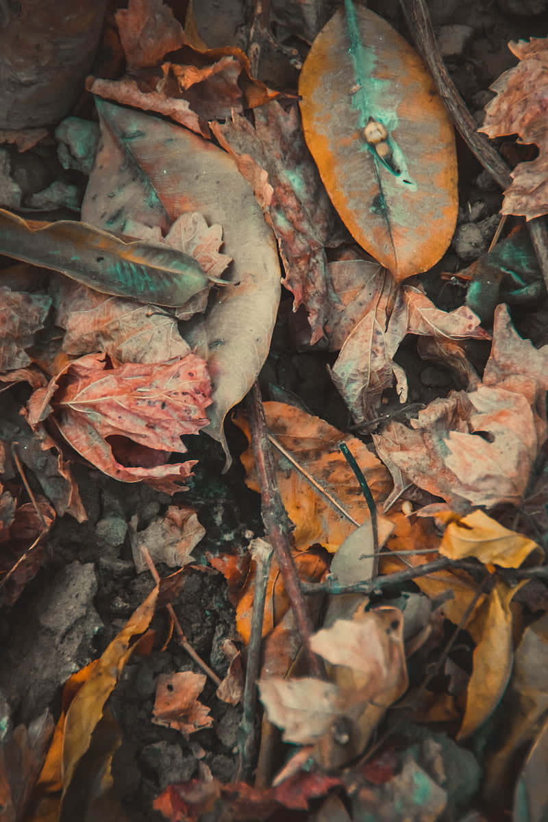 autumn leaves, earthy tones, teal accents, SD Phone Wallpaper