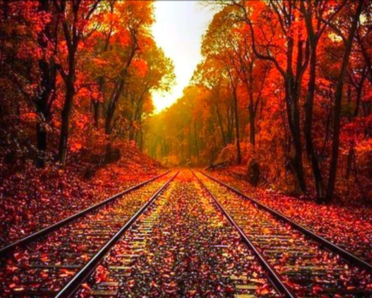train track, autumn forest, fiery red leaves, HD Desktop Wallpaper