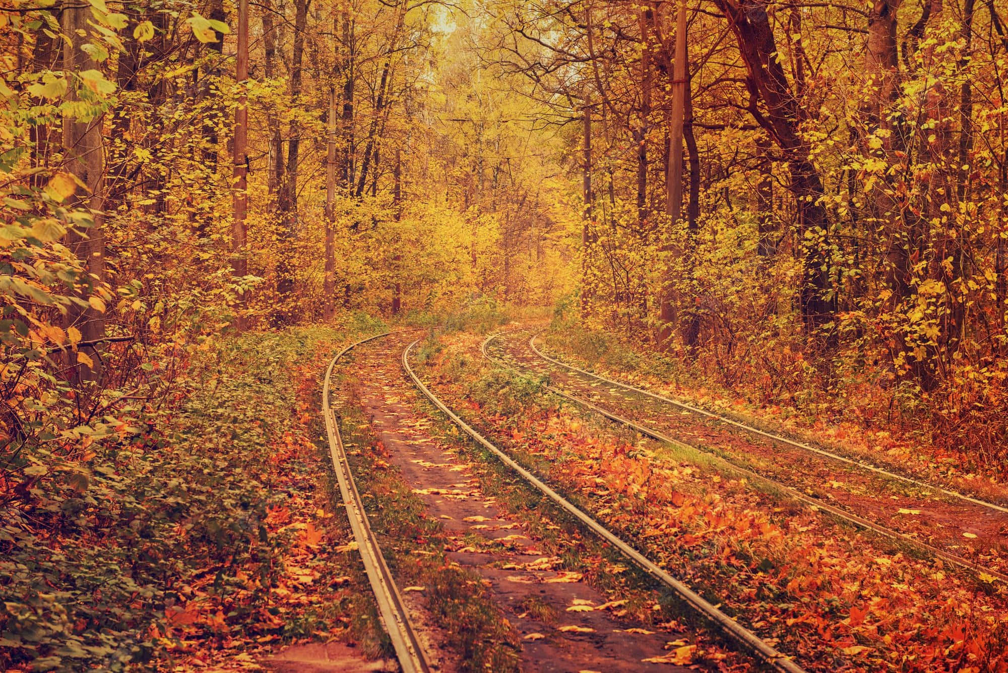 Vintage Fall, golden autumn leaves, dense forest, Full HD Desktop Wallpaper