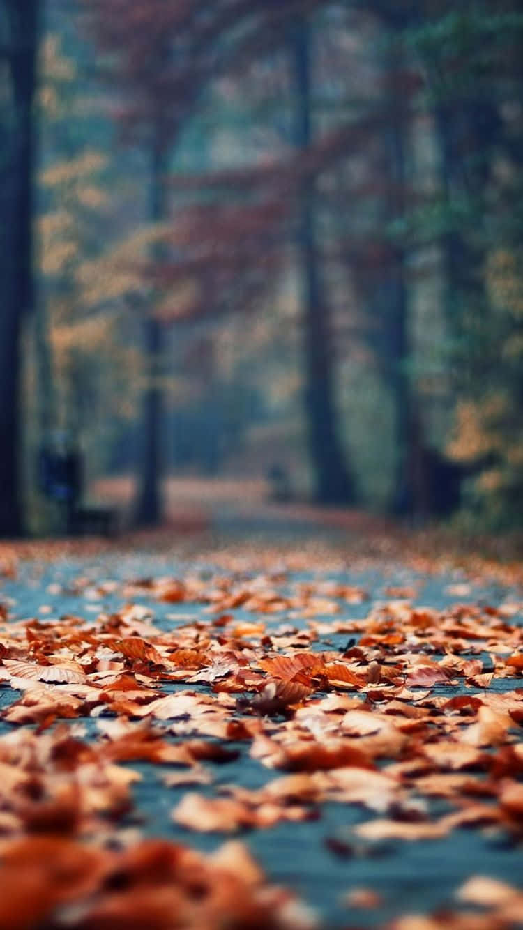vintage fall, winding forest path, vibrant orange and brown autumn leaves, HD Phone Wallpaper