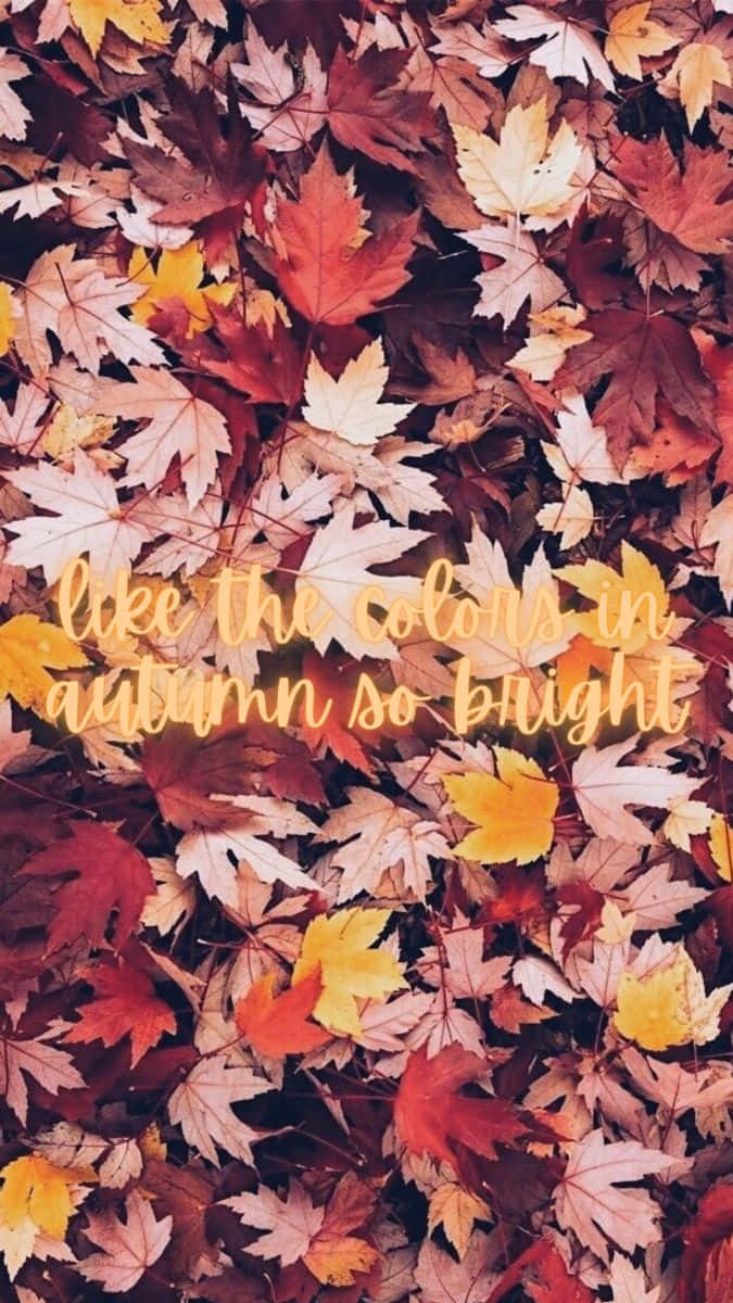 autumn maple leaves, red orange, yellow, SD Phone Wallpaper