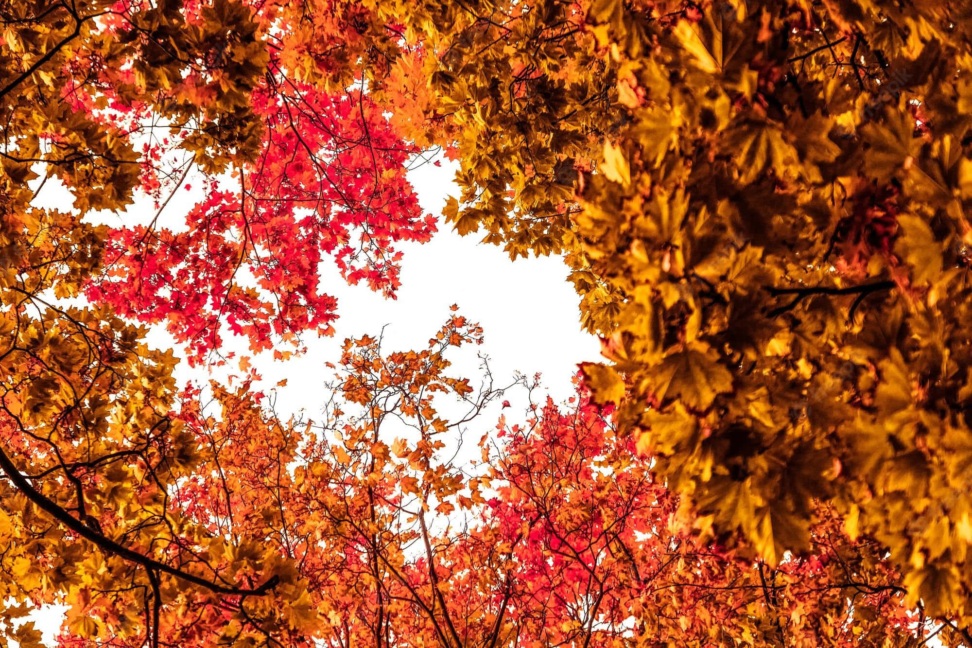 Autumn, fiery reds, golds, Full HD Desktop Wallpaper