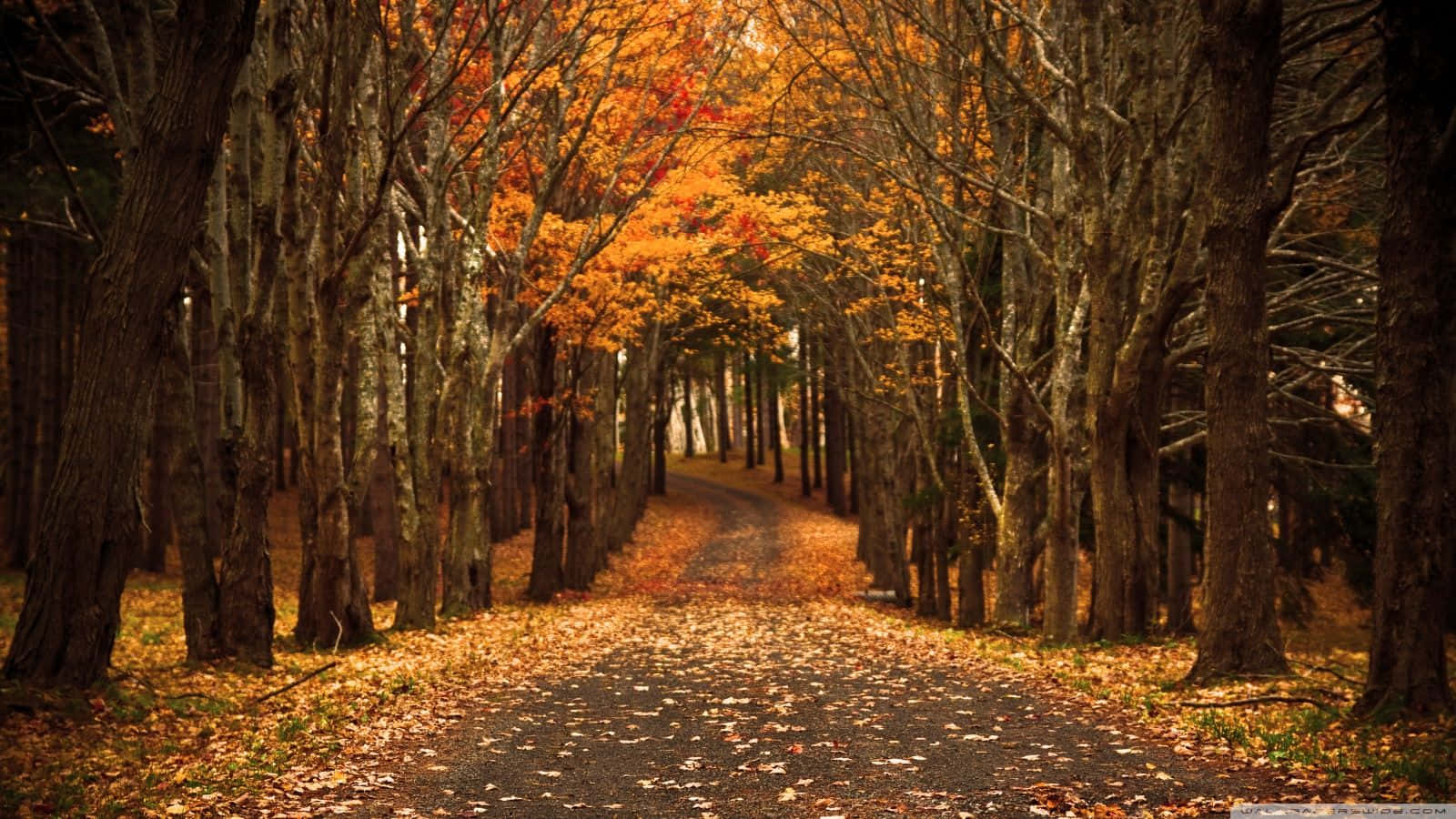 Vintage Fall, forest, tall trees, HD Desktop Wallpaper