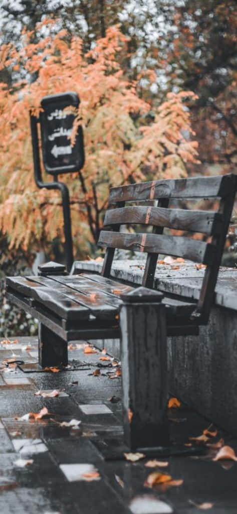 Vintage Fall, wooden bench, damp park, SD Phone Wallpaper
