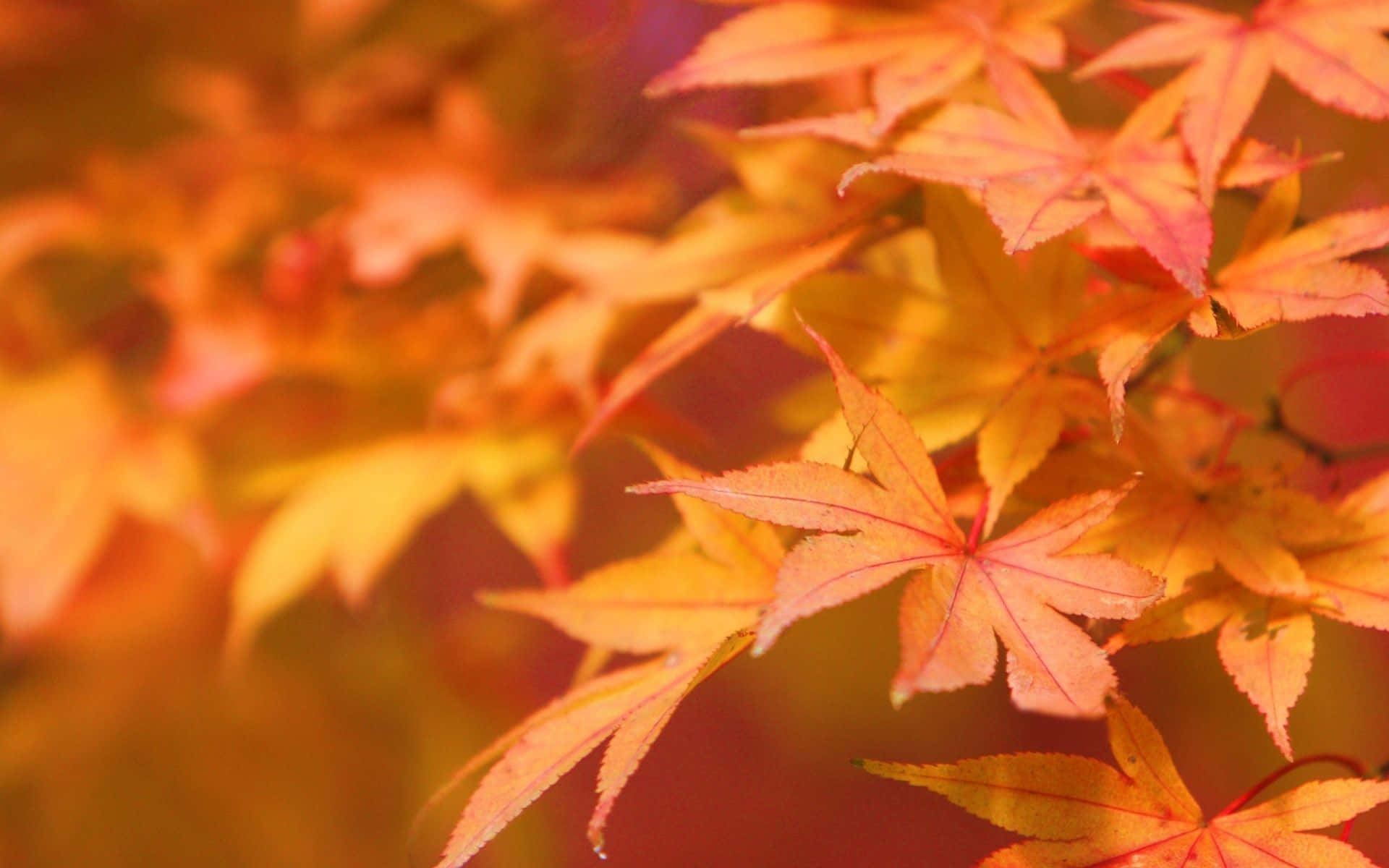 Fall, orange, yellow, Full HD Desktop Wallpaper