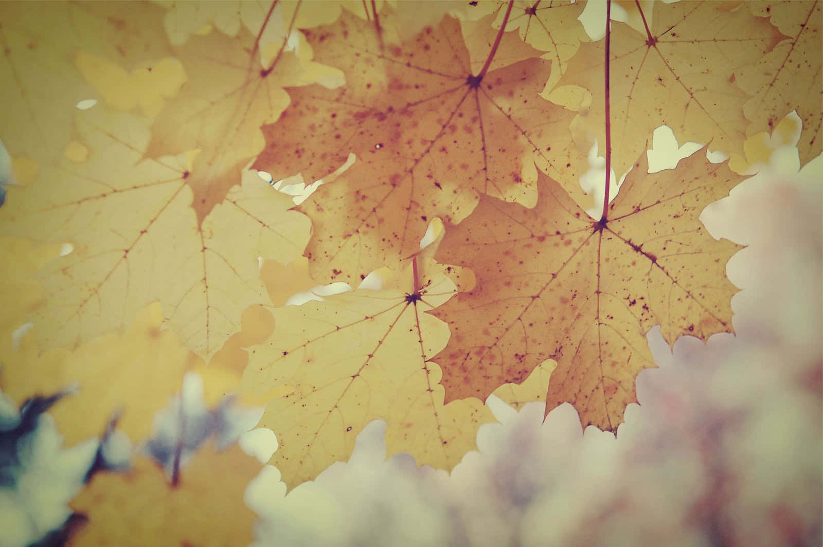 vintage fall, golden maple leaves, speckled brown spots, HD Desktop Wallpaper