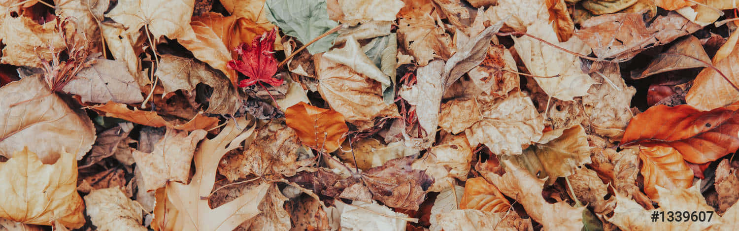 vintage fall, autumn leaves, warm browns, HD Desktop Wallpaper