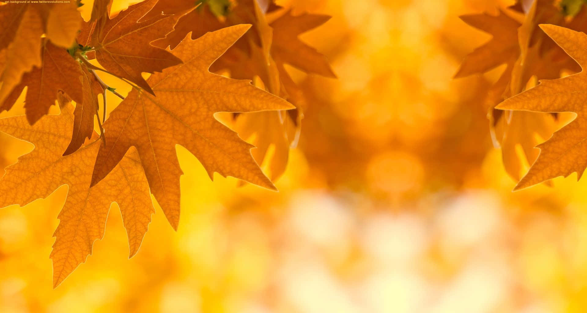 vintage fall, orange maple leaves, golden bokeh, Full HD Desktop Wallpaper