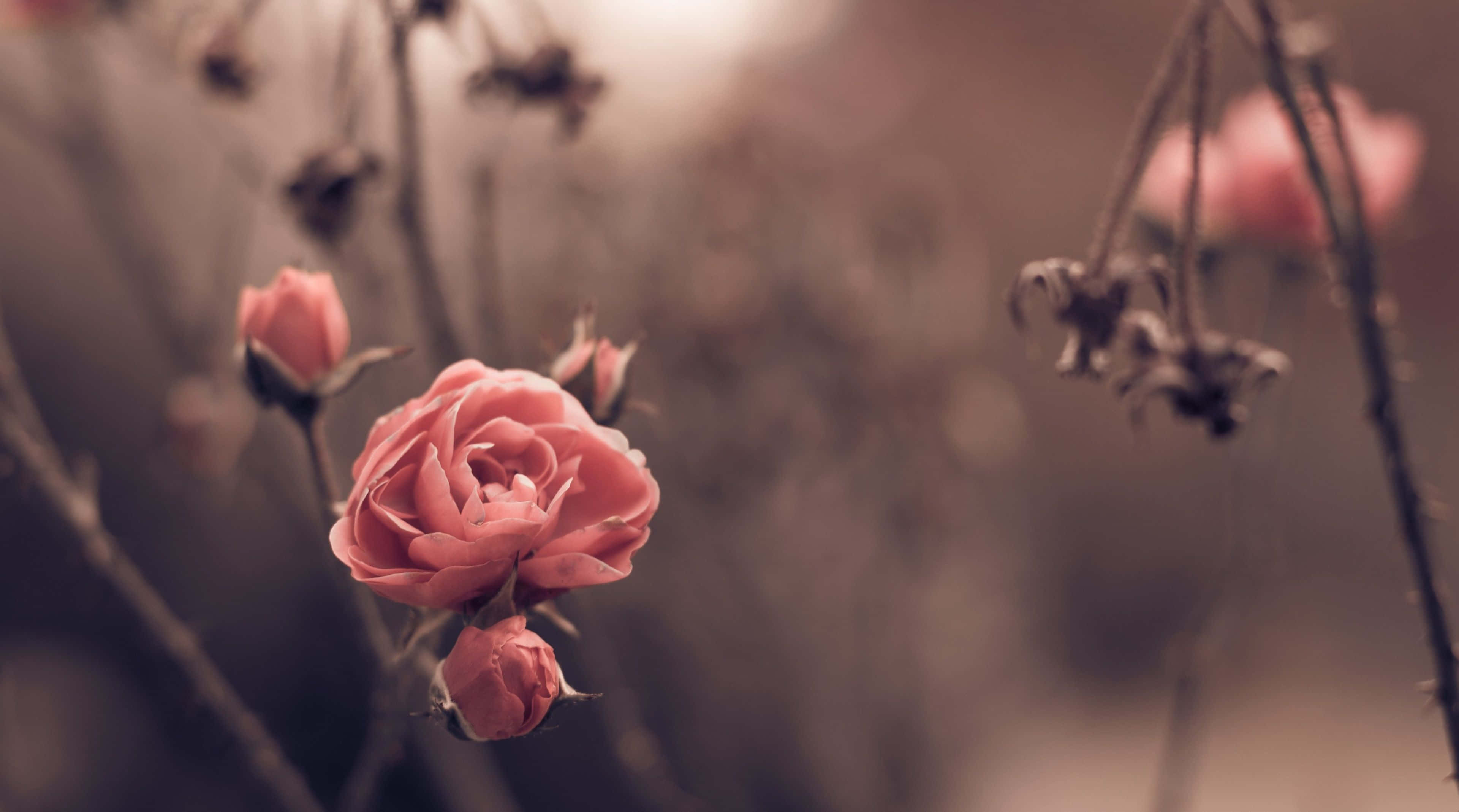 soft pink rose, blurred sepia-toned background, dried stems, 4K Desktop Wallpaper