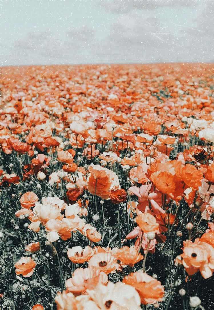 orange and white poppies, soft overcast sky, vintage film grain texture, SD Phone Wallpaper