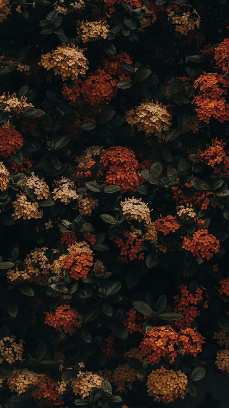 vintage fall, orange, golden, HD Phone Wallpaper