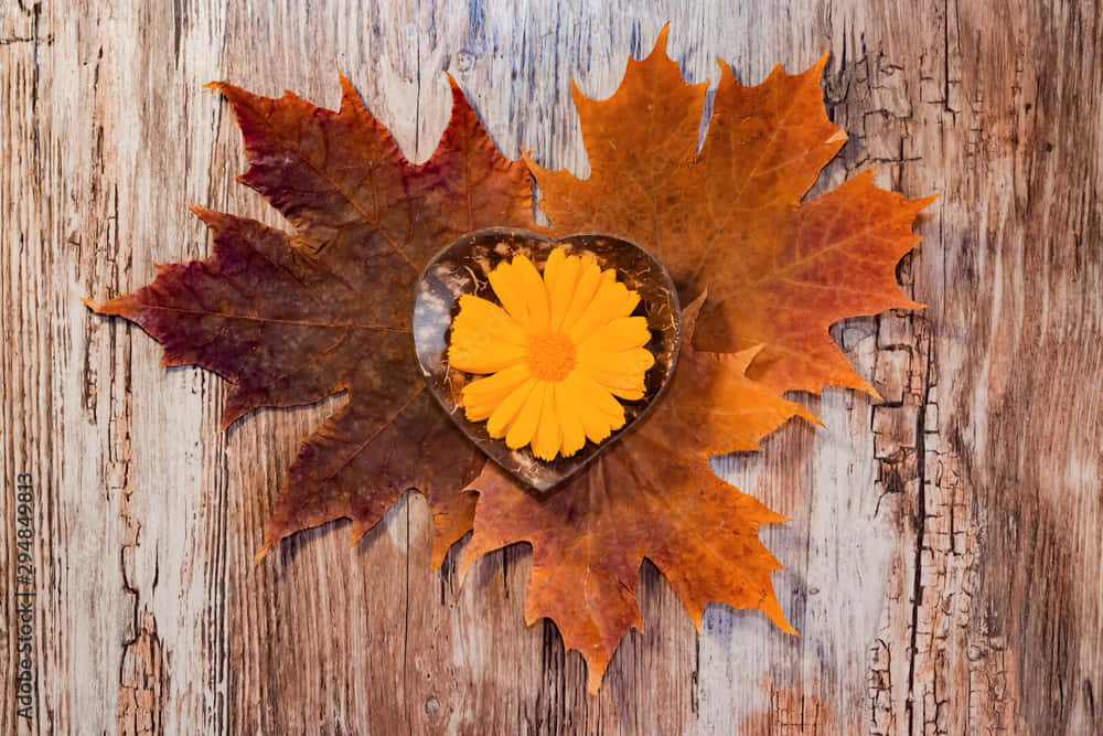 vibrant yellow flower, heart-shaped glass, maple leaf, SD Desktop Wallpaper