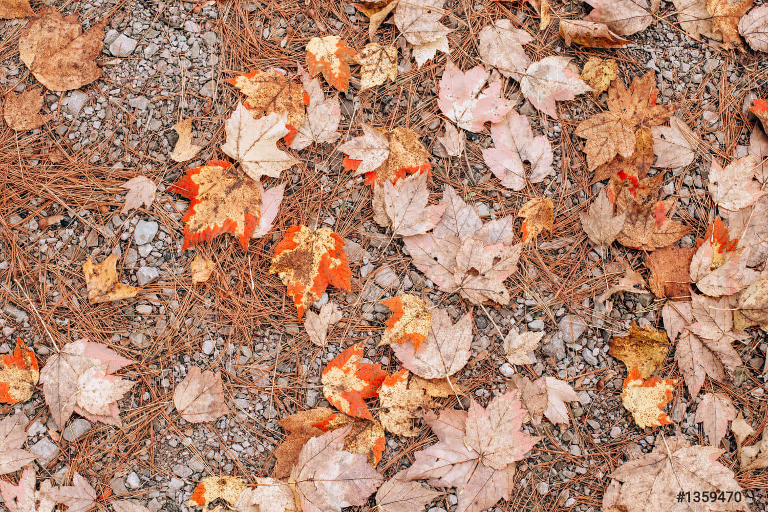 autumn, orange, beige, HD Desktop Wallpaper