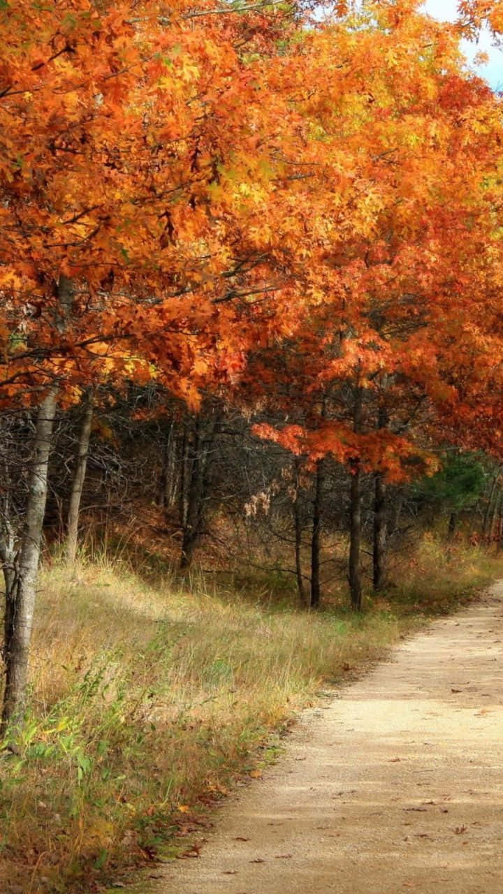 vintage fall, winding dirt path, forest, HD Phone Wallpaper