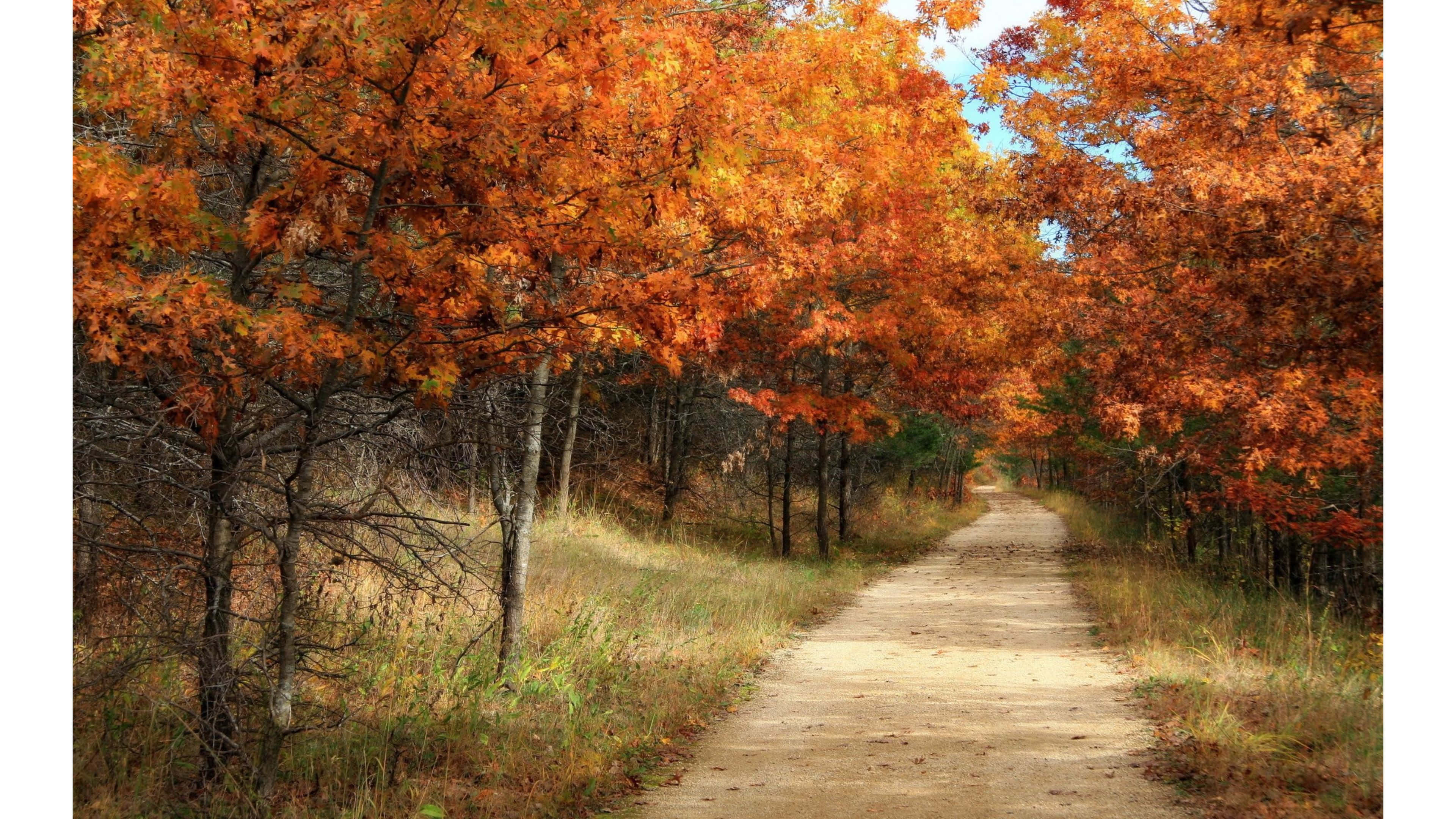 fiery orange maple trees, autumn, winding dirt path, 4K Desktop Wallpaper