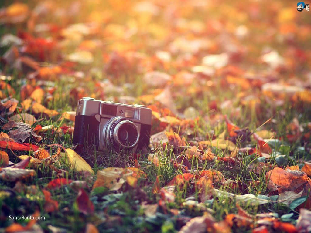 vintage camera, autumn leaves, grass, SD Desktop Wallpaper