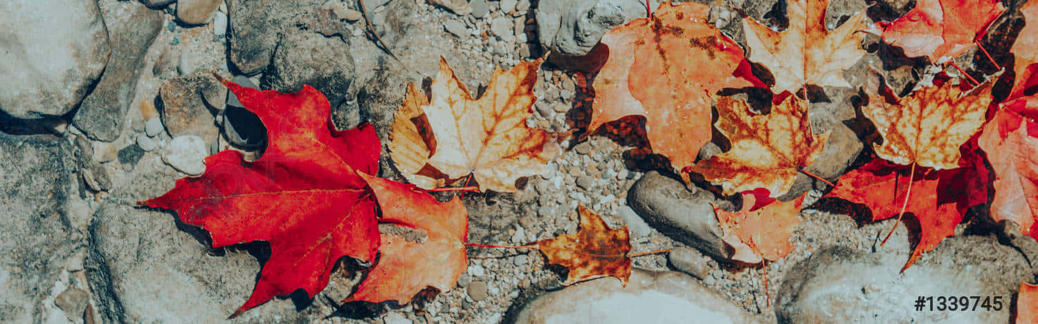 Autumn, red maple leaves, orange maple leaves, HD Desktop Wallpaper