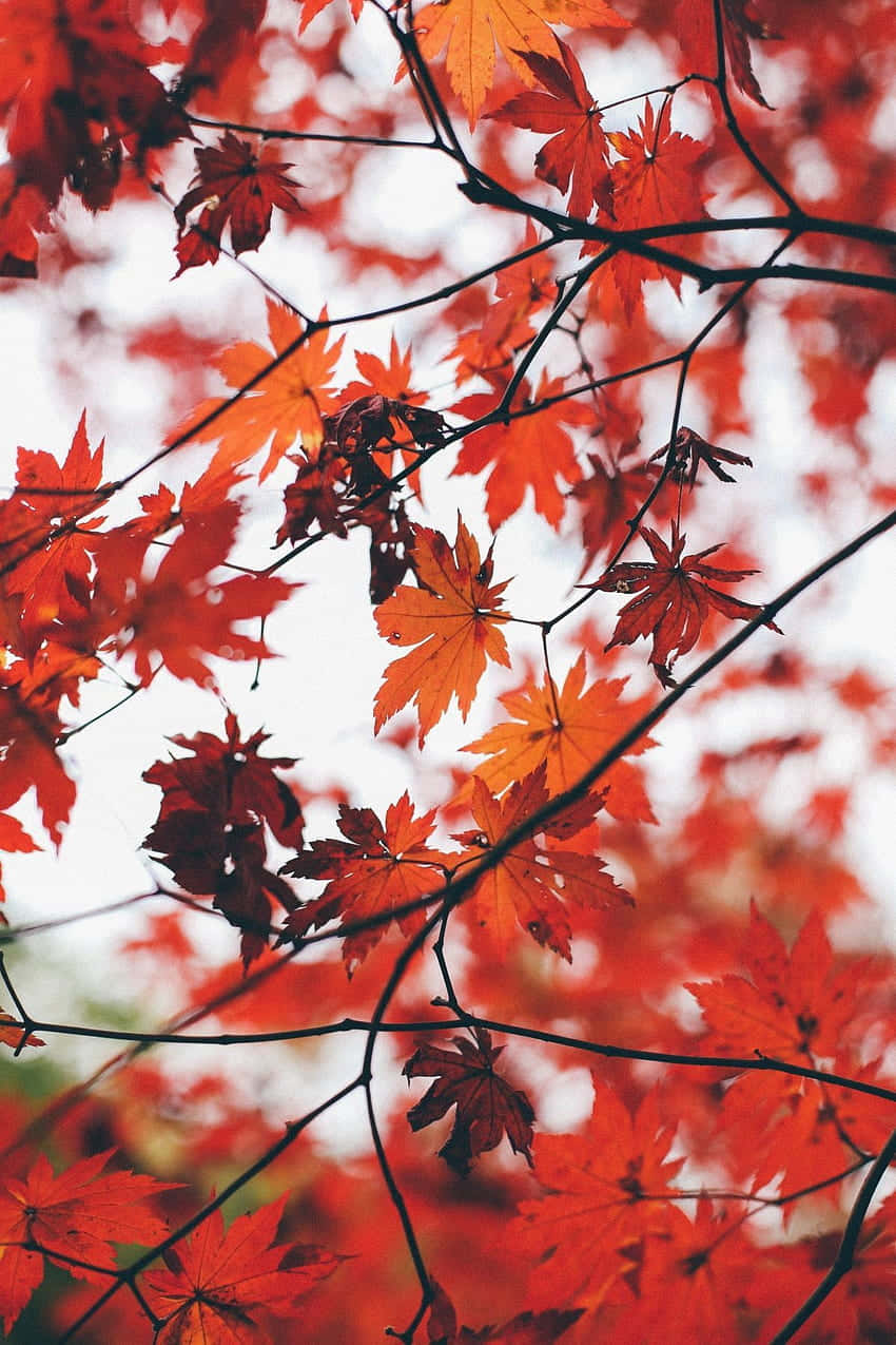 vintage fall, red maple leaves, soft white sky, SD Phone Wallpaper