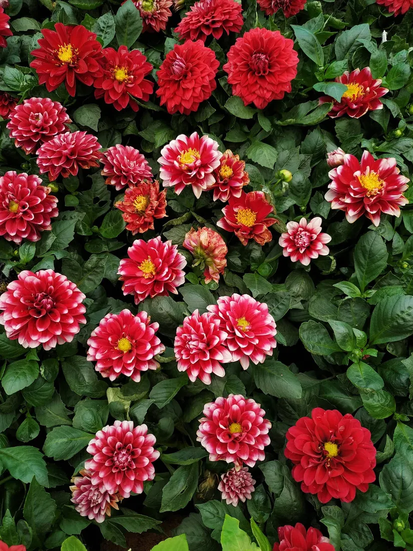 Vintage Floral iPhone
