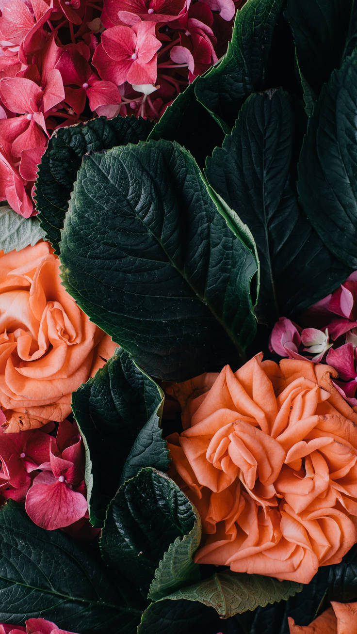 vintage floral pattern, iPhone case, coral roses, HD Phone Wallpaper