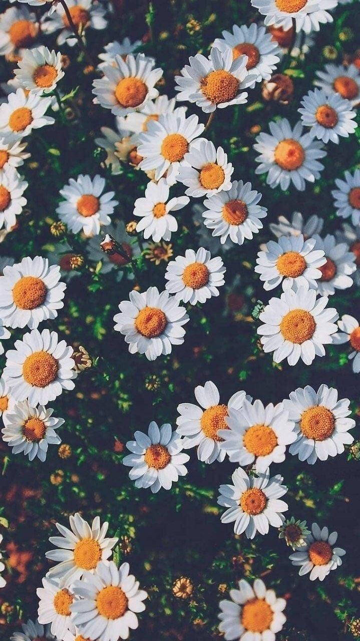 Vintage iPhone Aesthetic, white daisies, bright orange centers, HD Phone Wallpaper