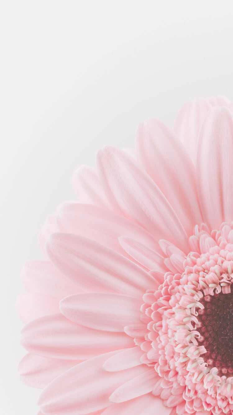 Vintage Floral iPhone, rosy blossoms, soft pink gerbera daisy, HD Phone Wallpaper