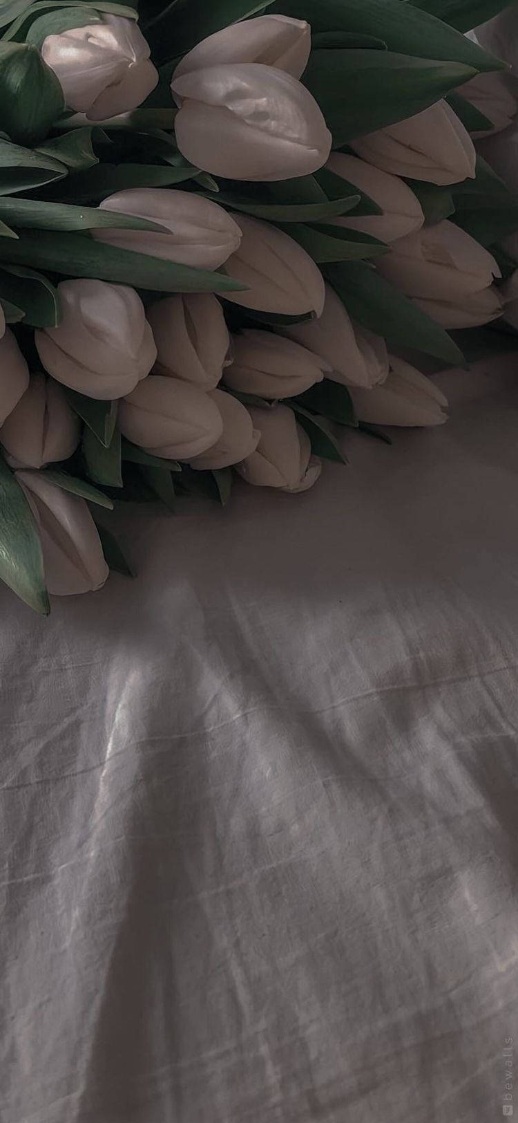 white flower, pale pink tulips, deep green leaves, HD Phone Wallpaper