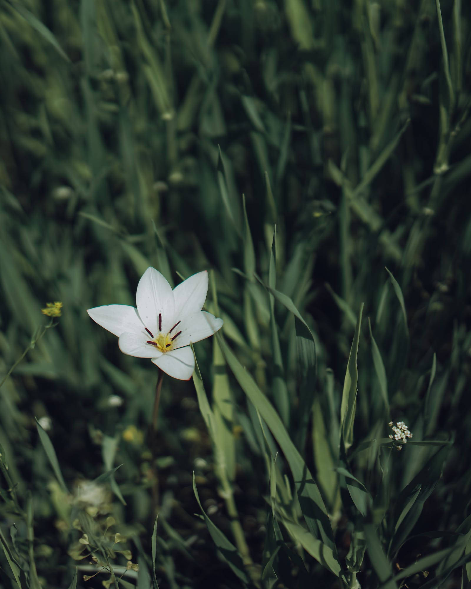 Single White Floral iPhone, white flower, yellow center, Full HD Phone Wallpaper