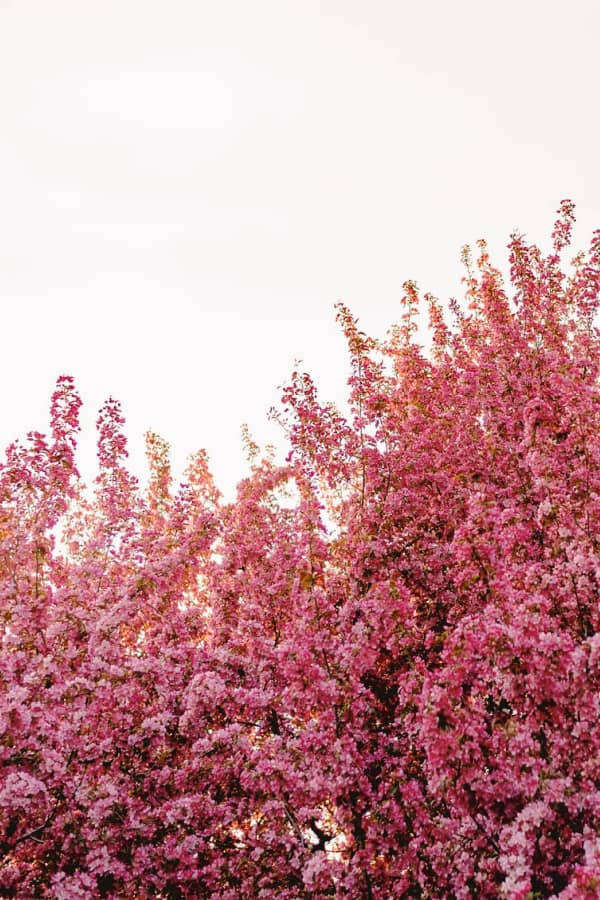 pink vintage flower aesthetic tree, pink cherry blossoms, soft white sky, SD Phone Wallpaper