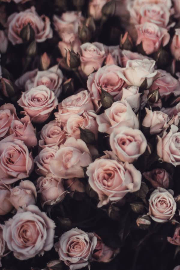 muted vintage flower aesthetic, pink roses, soft pink roses, SD Phone Wallpaper