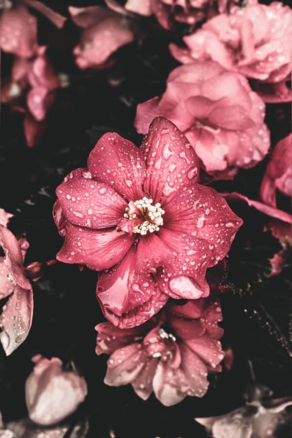 dewy pink, vintage flower aesthetic, hibiscus flower, SD Phone Wallpaper