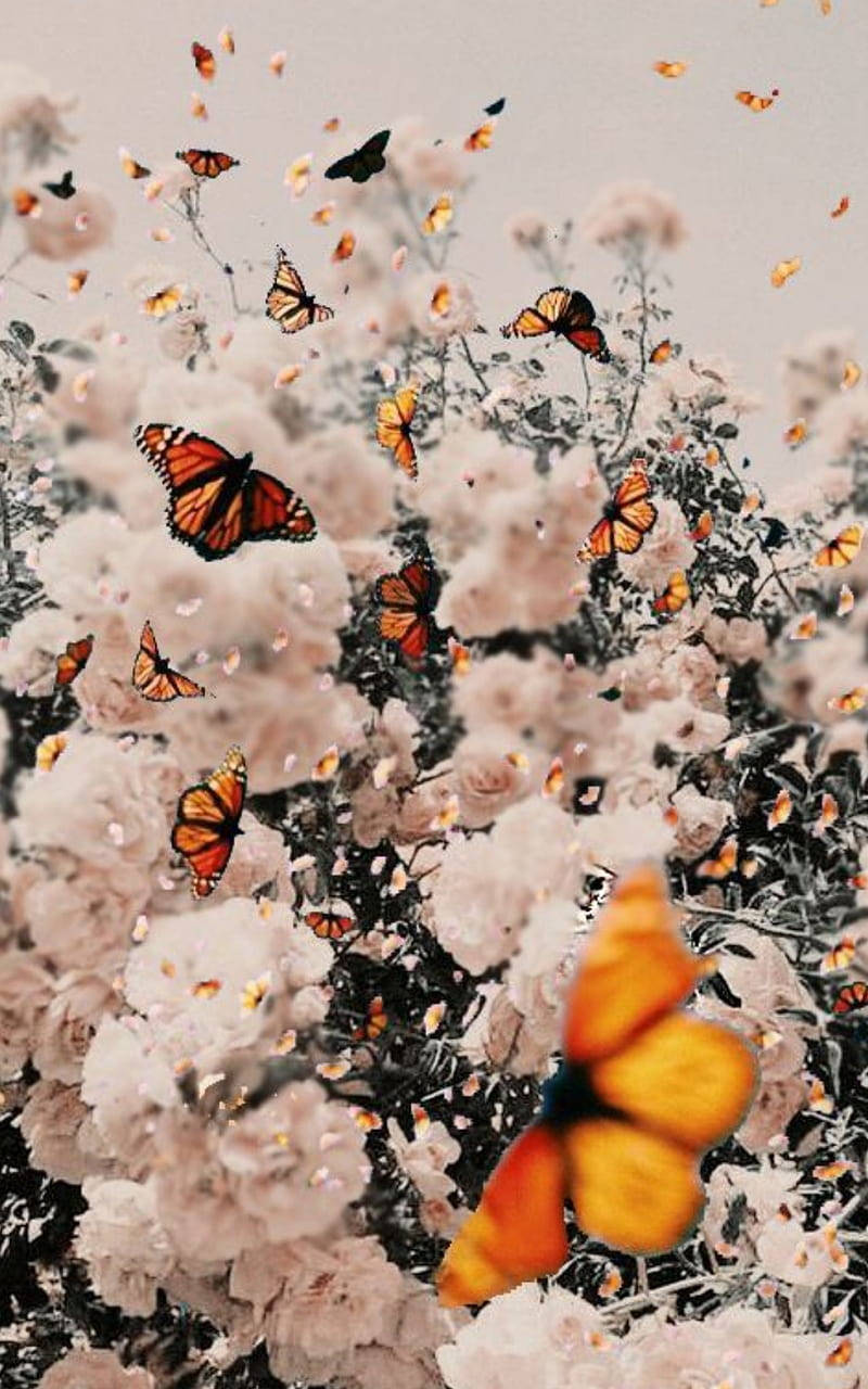 white vintage flower aesthetic, butterflies, monarch butterflies, HD Phone Wallpaper