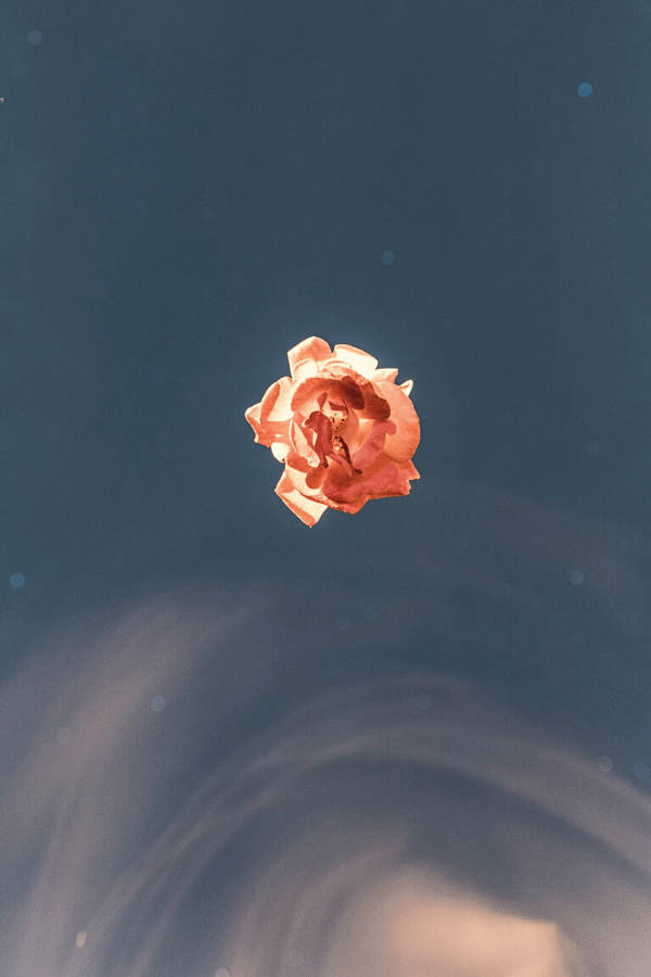 peach rose, deep blue sky, soft swirling clouds, SD Phone Wallpaper