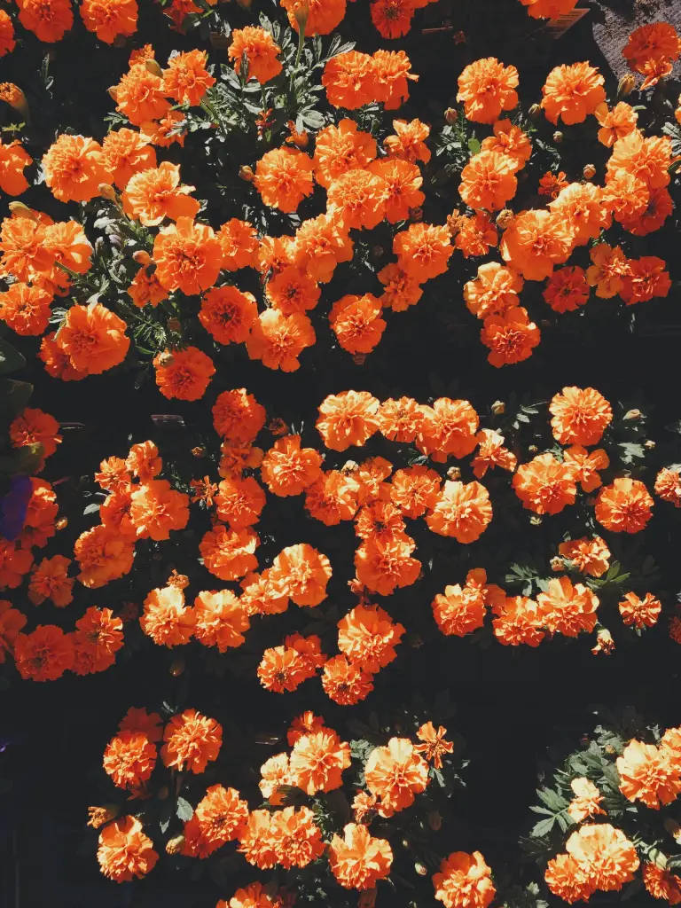 bright orange, vintage flower aesthetic, marigolds, SD Phone Wallpaper