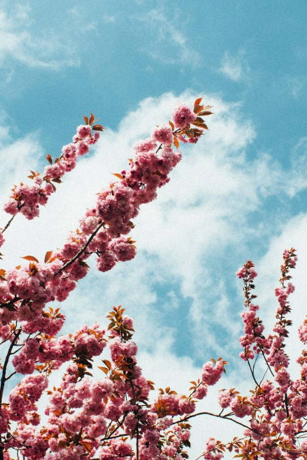 pink cherry blossoms, bright blue sky, fluffy white clouds, SD Phone Wallpaper