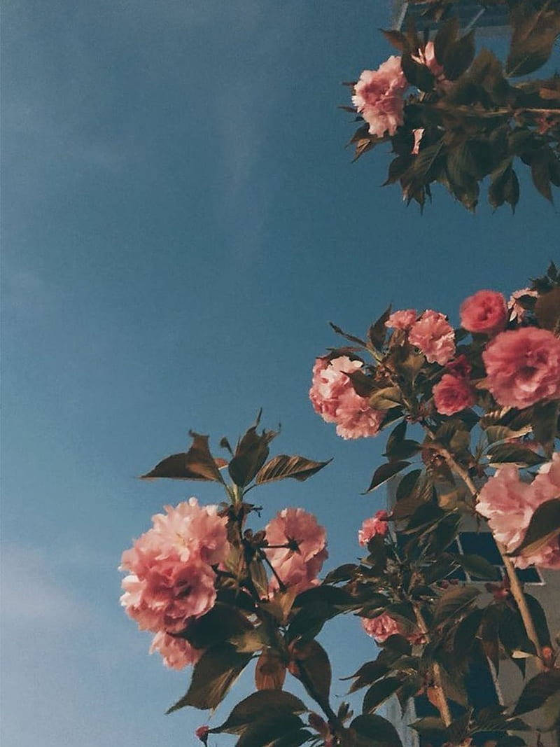 pink cherry blossoms, clear blue sky, soft natural light, SD Phone Wallpaper