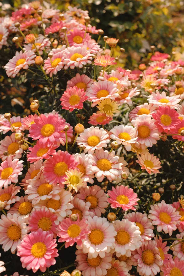 pink daisies, vintage flower aesthetic, pink and white daisies, SD Phone Wallpaper