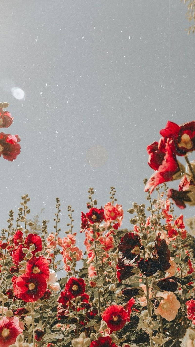red hollyhocks, vintage flower aesthetic, soft gray sky, HD Phone Wallpaper