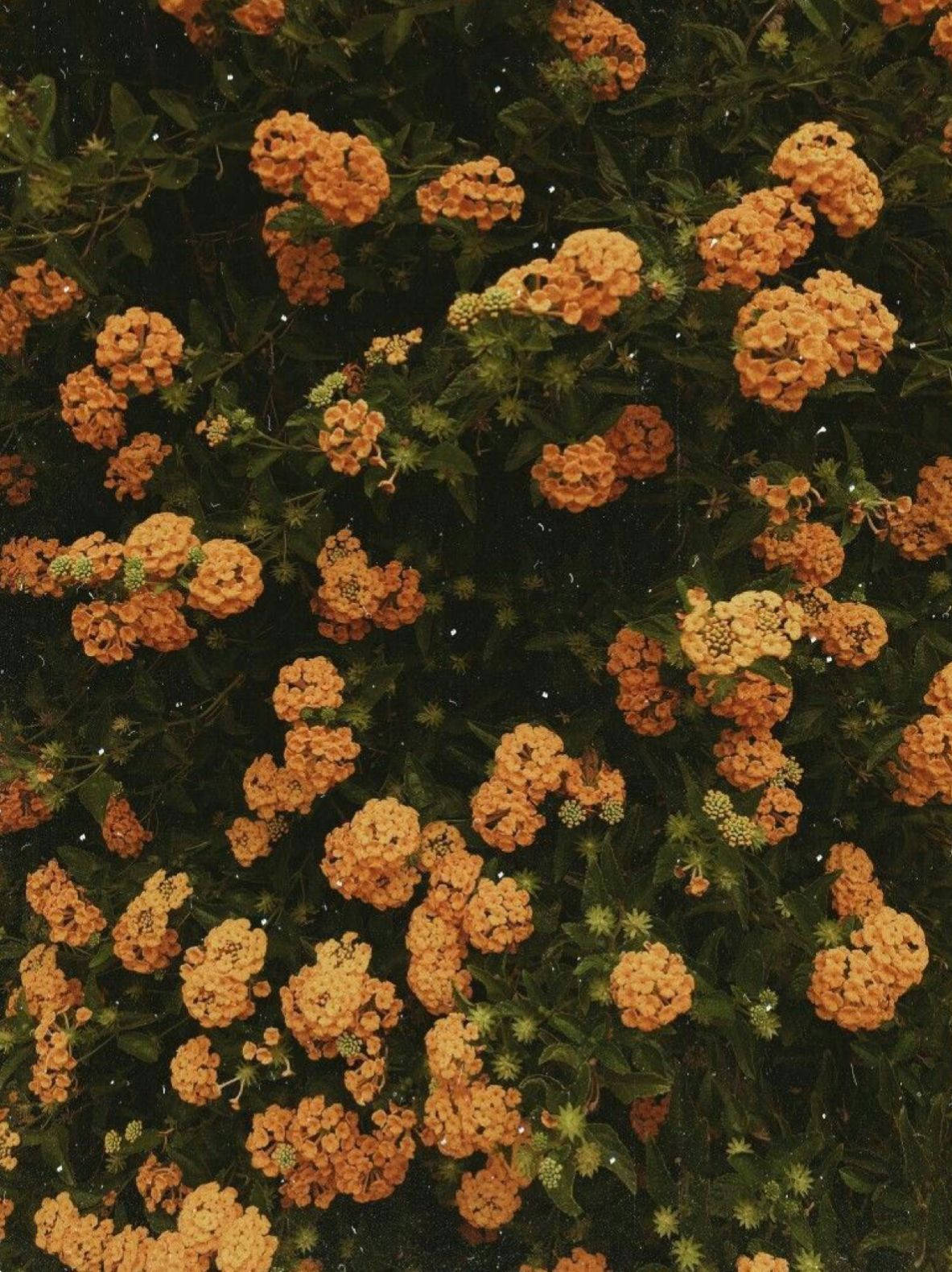 tiny orange vintage flower aesthetic, vibrant orange lantana flowers, dark green foliage, HD Phone Wallpaper
