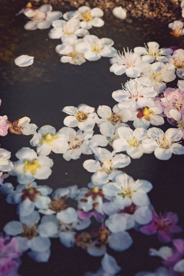 Vintage Flower Aesthetic, white cherry blossoms, pink cherry blossoms, SD Phone Wallpaper