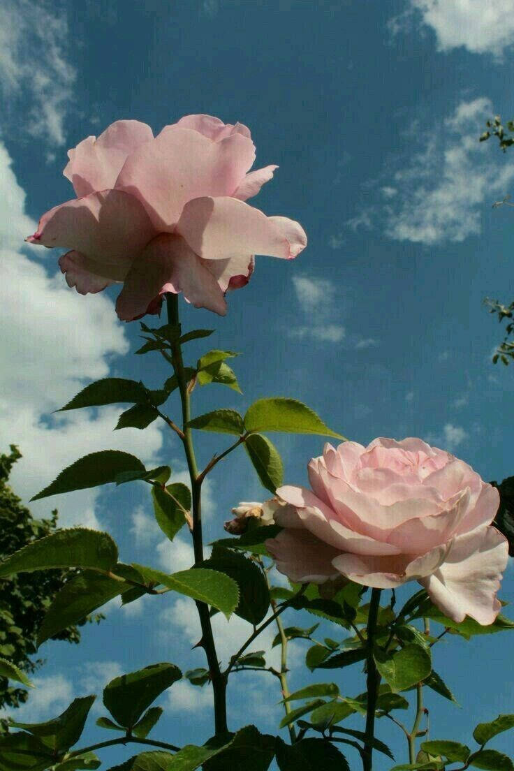 Vintage Flower Aesthetic, roses, pink roses, SD Phone Wallpaper