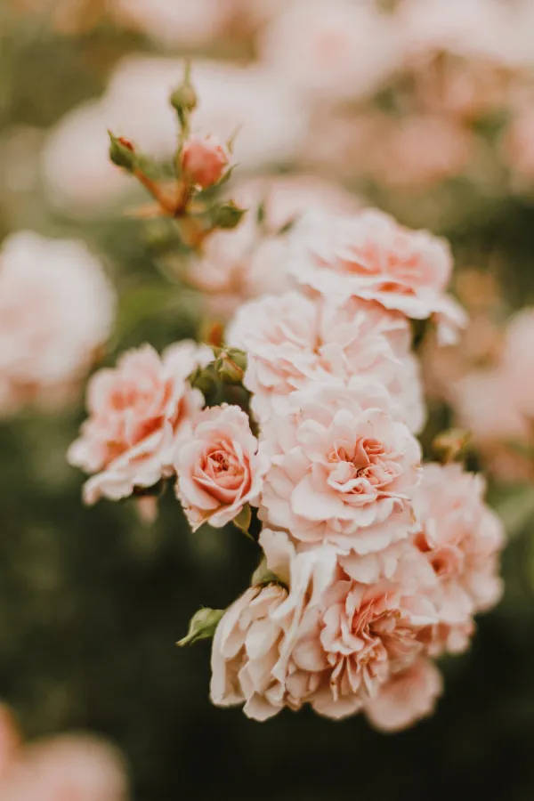 vintage flower aesthetic, carnations, soft peach roses, SD Phone Wallpaper
