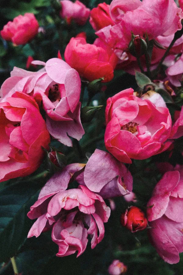 pink vintage flower aesthetic, camellias, vibrant pink roses, SD Phone Wallpaper