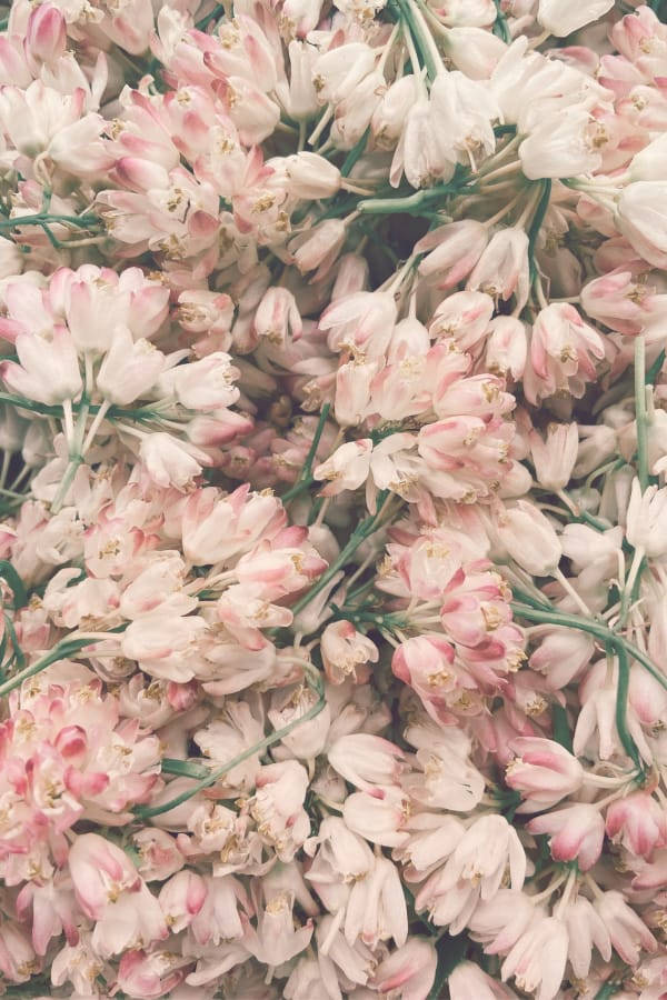vintage flower aesthetic, pink and white flowers, green stems, SD Phone Wallpaper