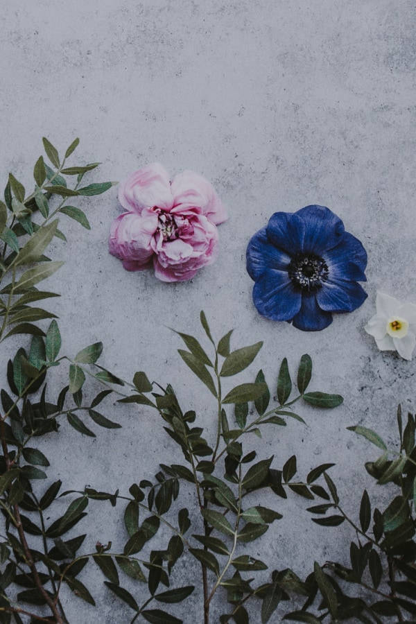 soft pink peony, bold blue anemone, textured gray surface, SD Phone Wallpaper