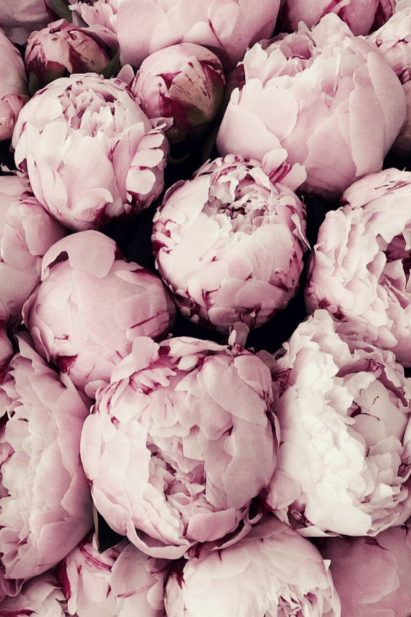 pink vintage aesthetic poenies, soft pink peonies, delicate layered petals, SD Phone Wallpaper