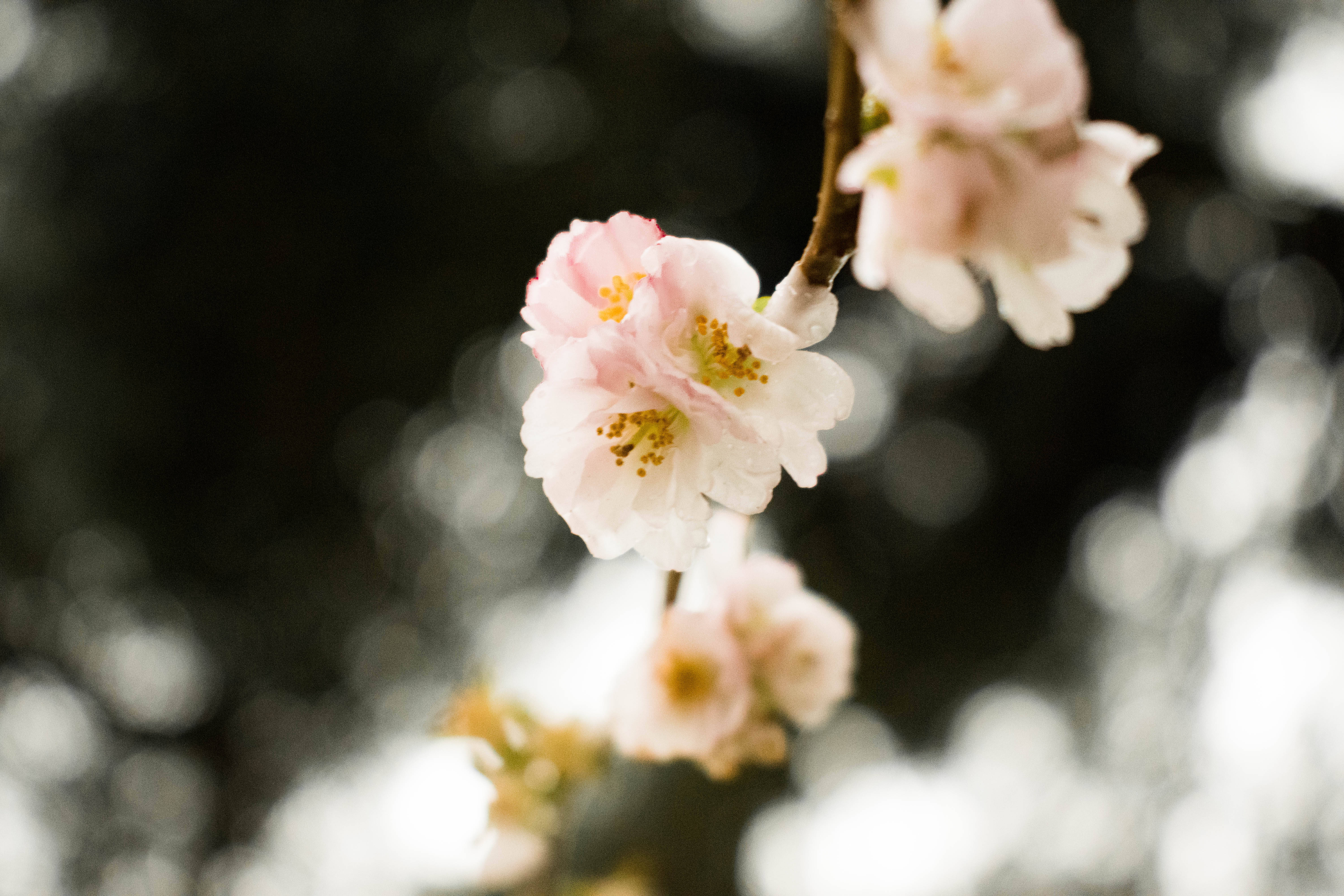 nostalgic flowers, soft pink cherry blossoms, branch, 5K Desktop Wallpaper