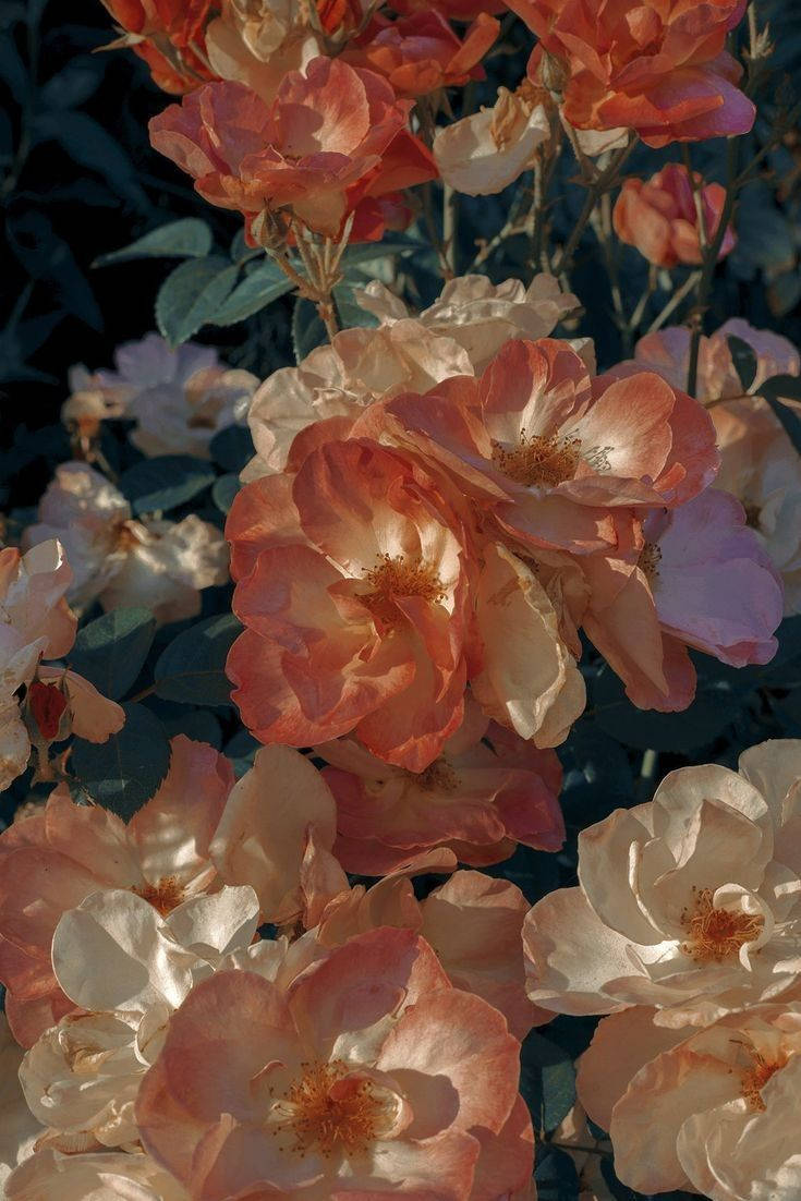 vintage pastel, peach, cream, SD Phone Wallpaper